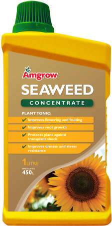 60222 Seaweed Conc 1l - Seaweed (312x500), Png Download