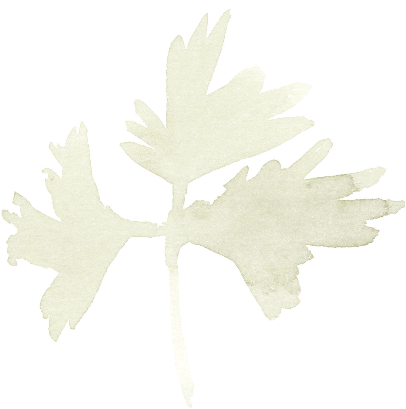 Maple Leaf (1496x1500), Png Download