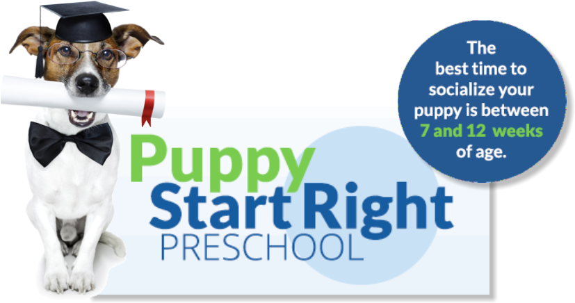 Get Details - Miniature Fox Terrier (836x444), Png Download