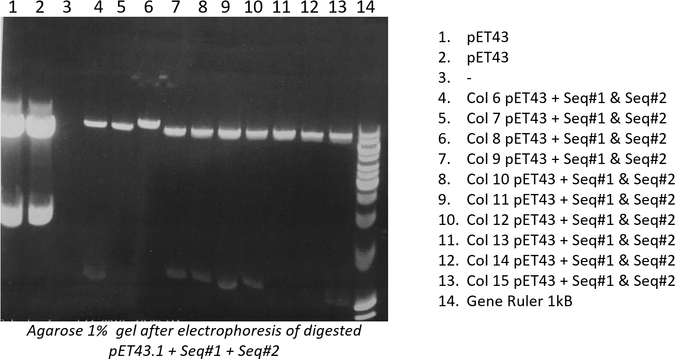 Agarose Gel 1% After Electrophoresis Of Digested Pbr322, - Monochrome (1502x751), Png Download