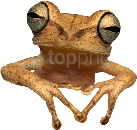 Free Png Download Toad Frog Png Images Background Png - Wood Frog Transparent Background (850x479), Png Download