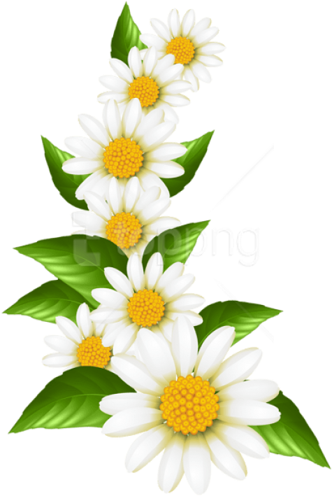 Free Png Download Daisies Decoration Transparent Clipart - Transparent Daisies (480x719), Png Download