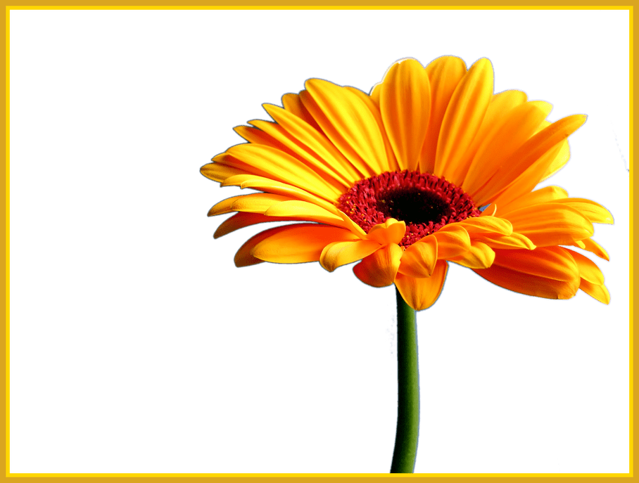 Best Orange Gerbera Daisy No Clipart Stickers - Transparent Gerber Daisies Png (908x687), Png Download