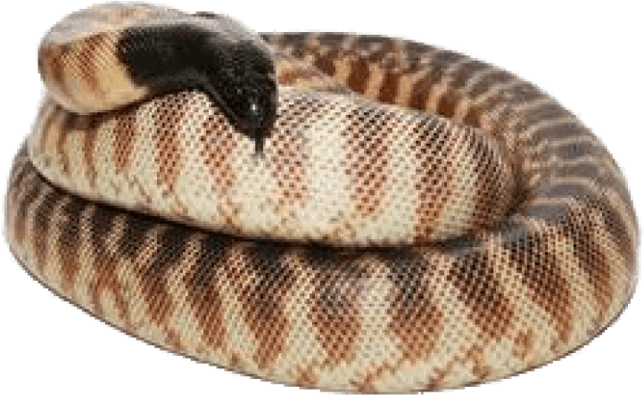 Free Png Download Black Headed Python Png Images Background - Python (850x569), Png Download