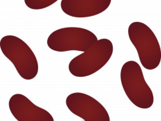 Bean Clipart Kidney Bean - Circle (640x480), Png Download