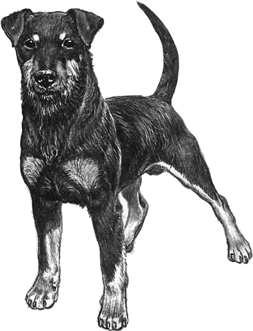 German Hunting Terrier - German Hunting Terrier Drawing (800x800), Png Download