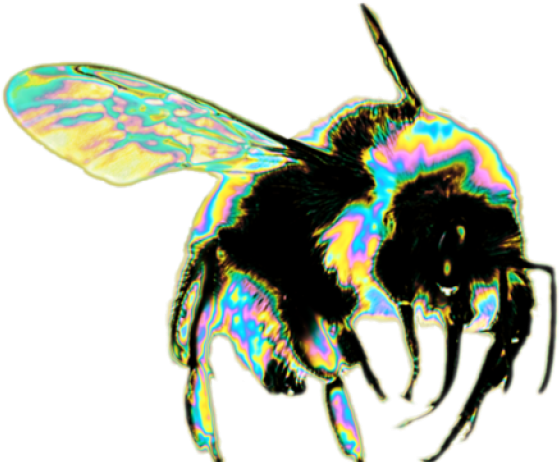 Drawn Spider Web Transparent Tumblr - Bee Png (640x480), Png Download