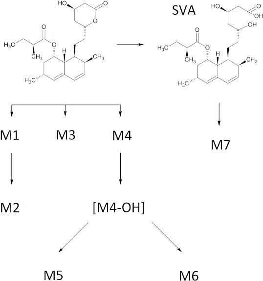 Simvastatin Metabolic Pathway - Simvastatin Metabolism Pathway (544x599), Png Download