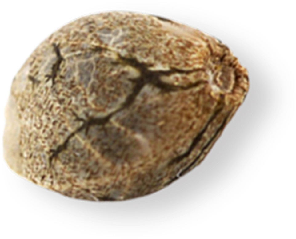 Mendocino Farms Marijuana Seeds - Cannabis Seed Png (1493x1494), Png Download
