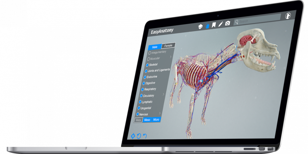 Ea On Macbook Pro E1488823025529 - Skull (1000x500), Png Download