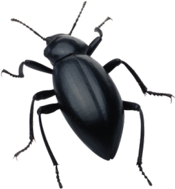 Black Beetle Transparent (640x480), Png Download