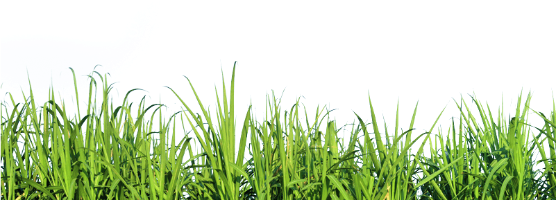 Tall Grass Nature Png - Grass Tall Png (800x400), Png Download