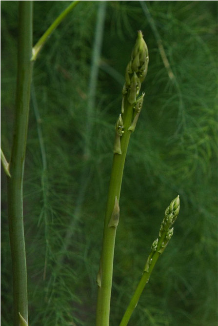 G2 9 - Fiber Crop (1000x667), Png Download