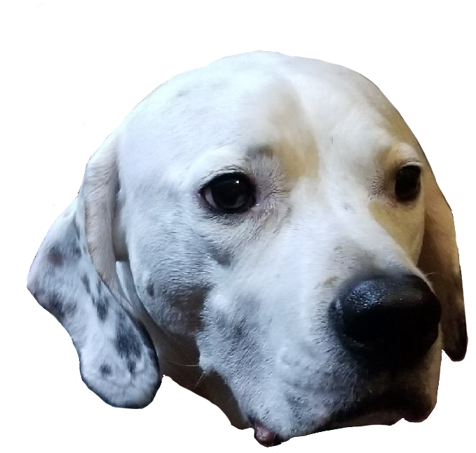 Rozoken - English Foxhound (800x800), Png Download