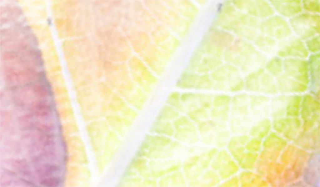 Cor De Fundo - Close-up (1024x600), Png Download