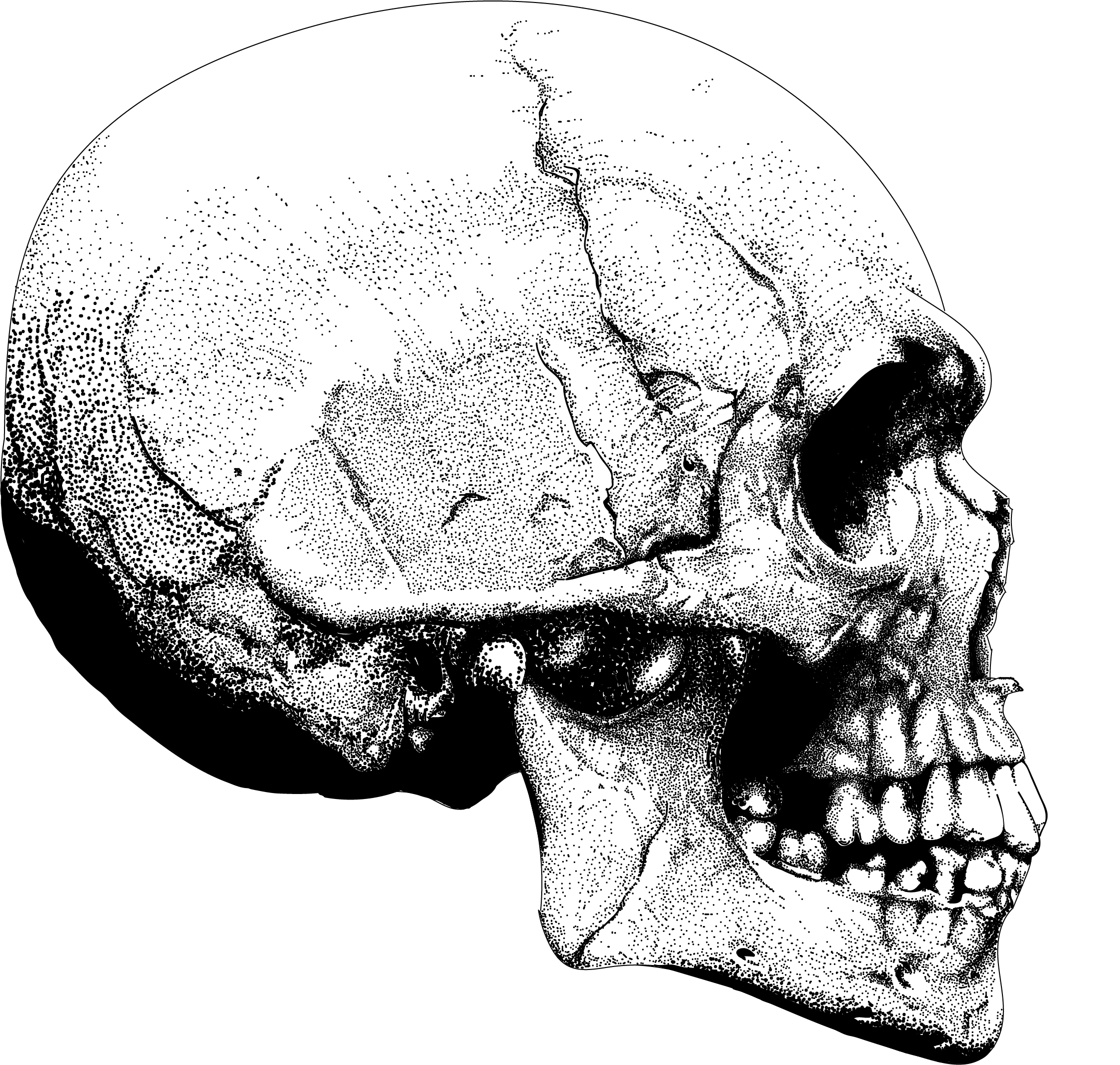 Image Of Skull Pointillism Side Angle - Skull (2239x2130), Png Download