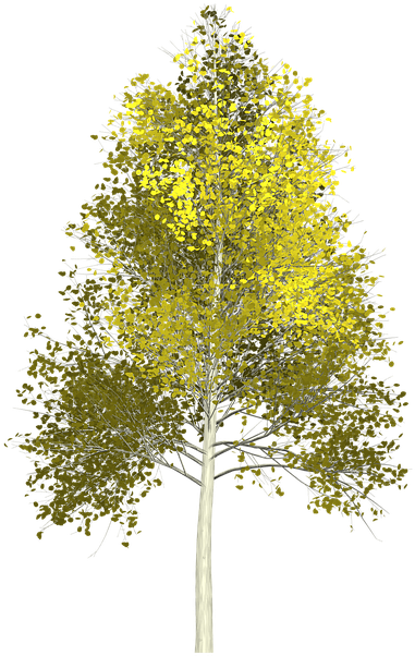 Aspen Tree Transparent Background (720x720), Png Download