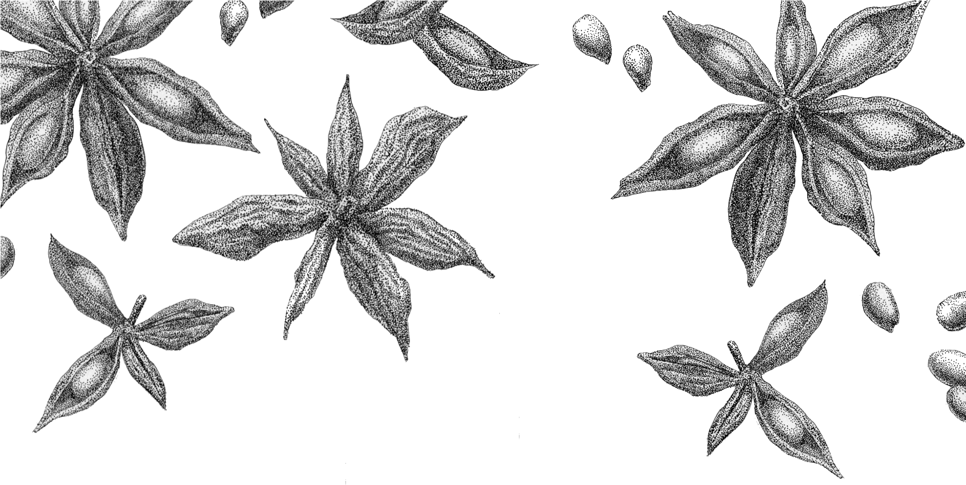 Star Anise Rev Sketch - Star Anise Drawing (1920x1080), Png Download