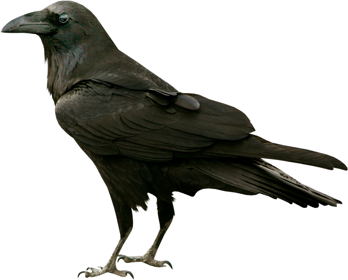 Halloween Fantomes - Crow Png (1280x1155), Png Download