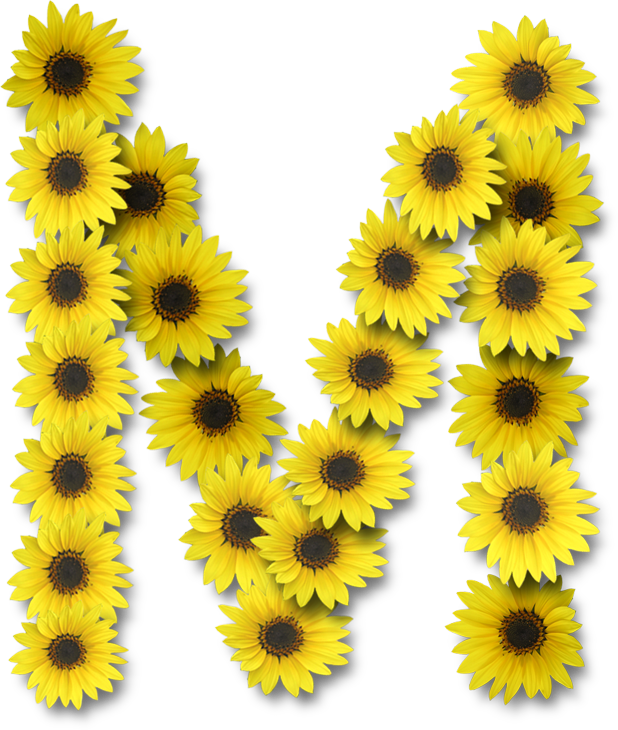 Alfabeto Sunflowers - Letra M De Girasoles (618x730), Png Download