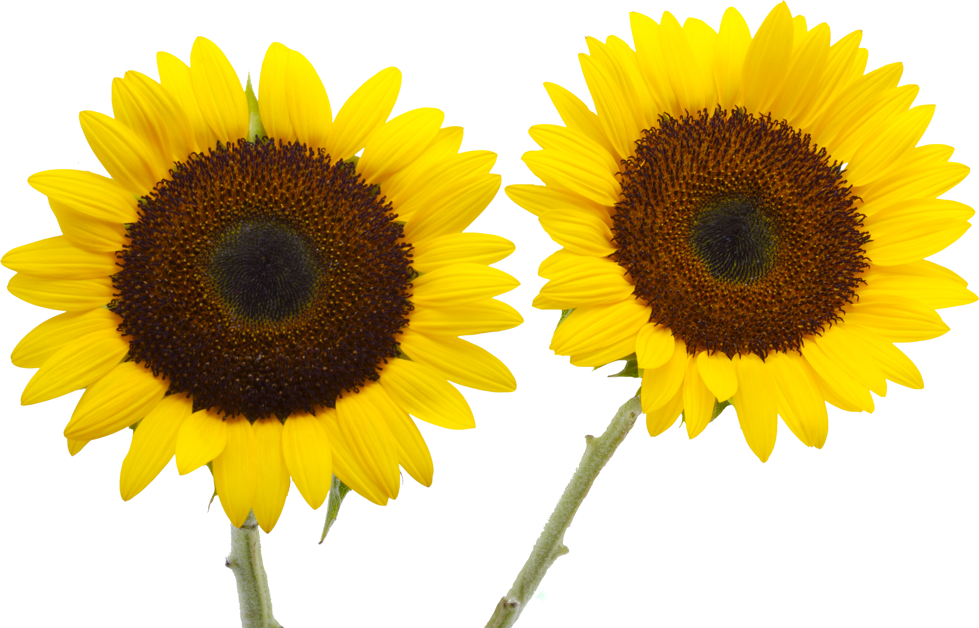 向日葵 (3553x2363), Png Download