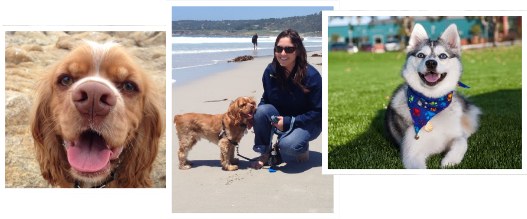 Professional Dog Training For Professional Results - Cocker Spaniel (1039x455), Png Download