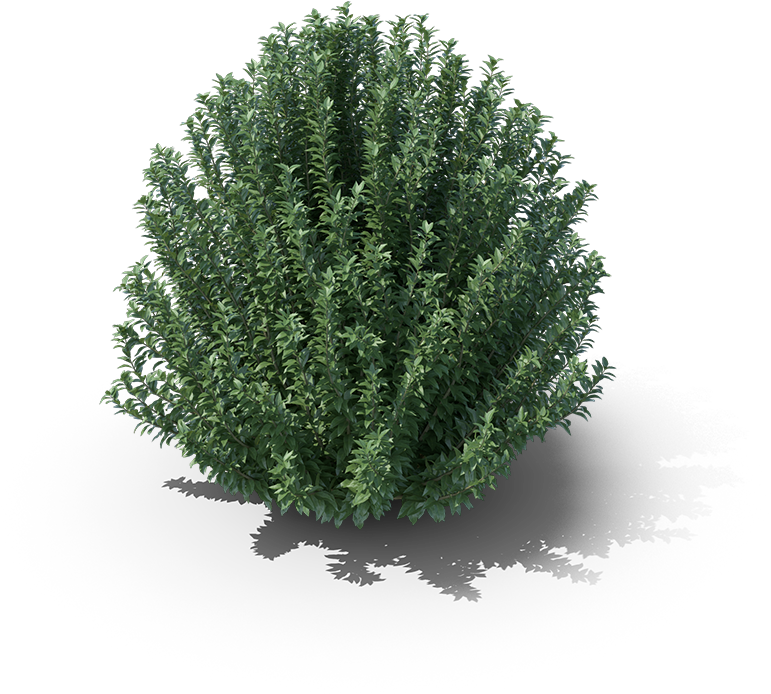Product Item - Single Aspen Tree Summer (1000x1000), Png Download