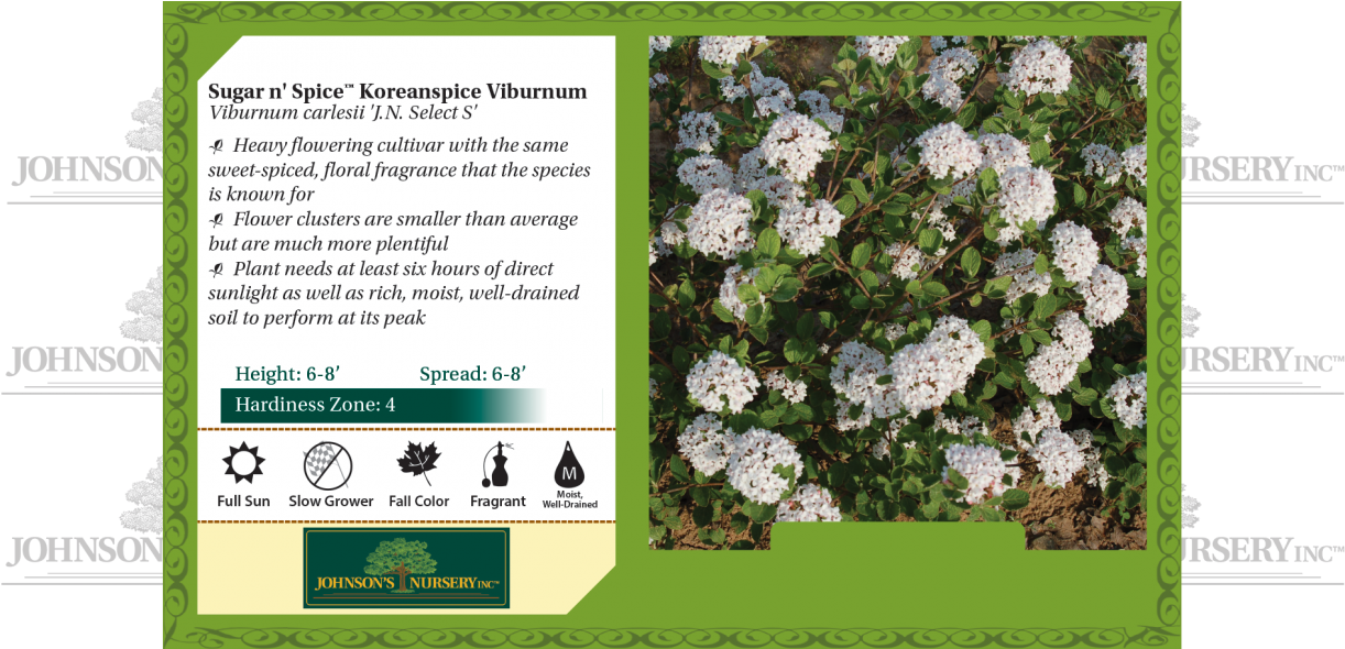 Sugar N' Spice® Koreanspice Viburnum Viburnum Carlesii - Alpine Forget-me-not (1240x589), Png Download