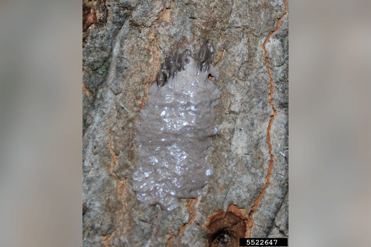 Dane Cook To Perform At The Met - Lanternfly In Christmas Trees (735x490), Png Download