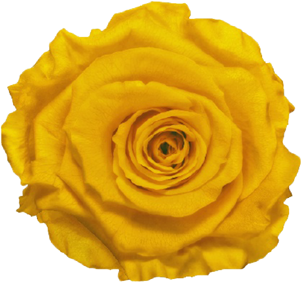 Single Rose Marble Box - Floribunda (600x600), Png Download