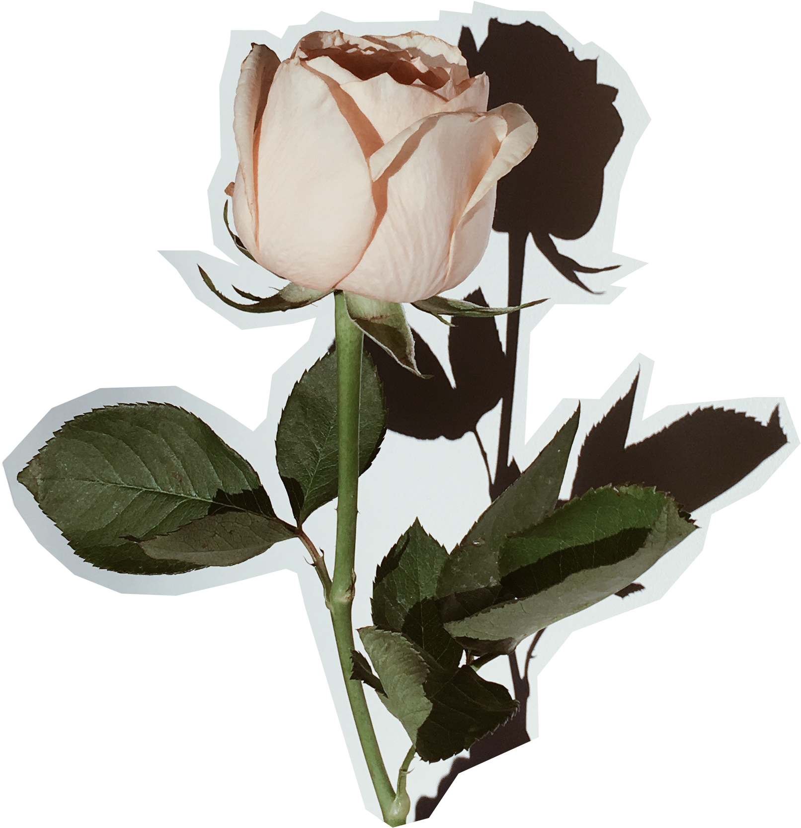 Doin' It For Ourselves - Photograph (1640x1729), Png Download