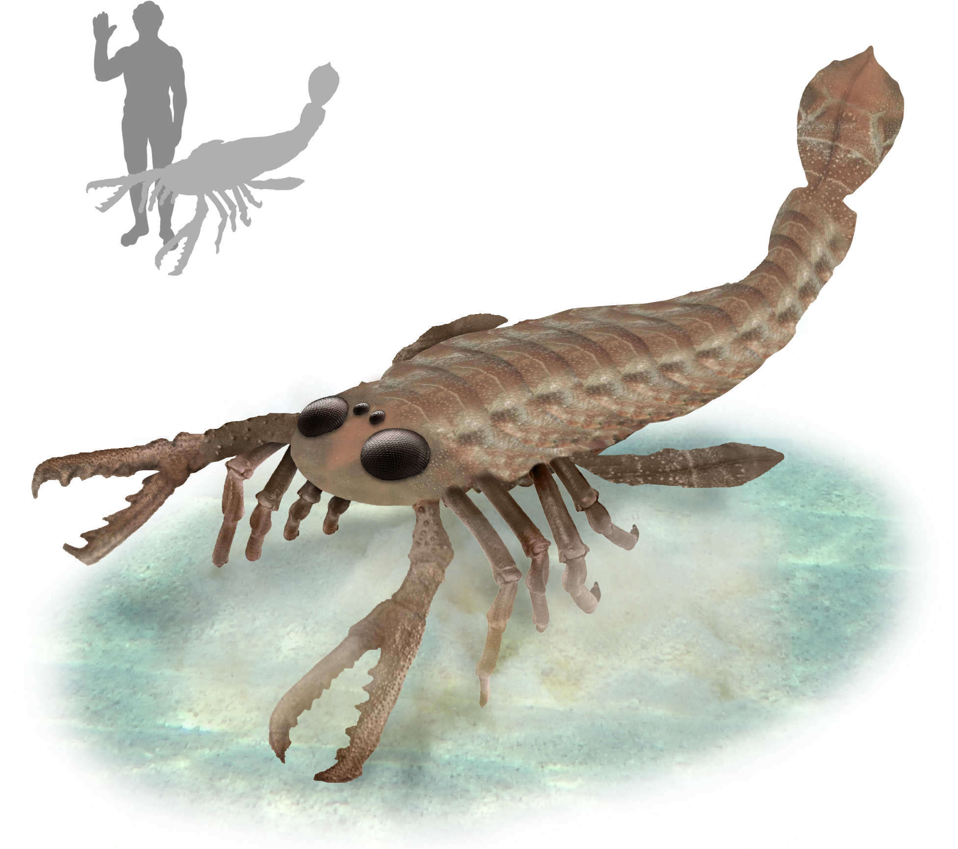 File - Pterygotus - Size (2094x1849), Png Download
