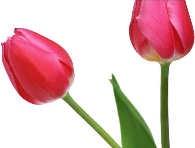 Tulip Clipart Boquet - Tulip Transparent Background (640x480), Png Download