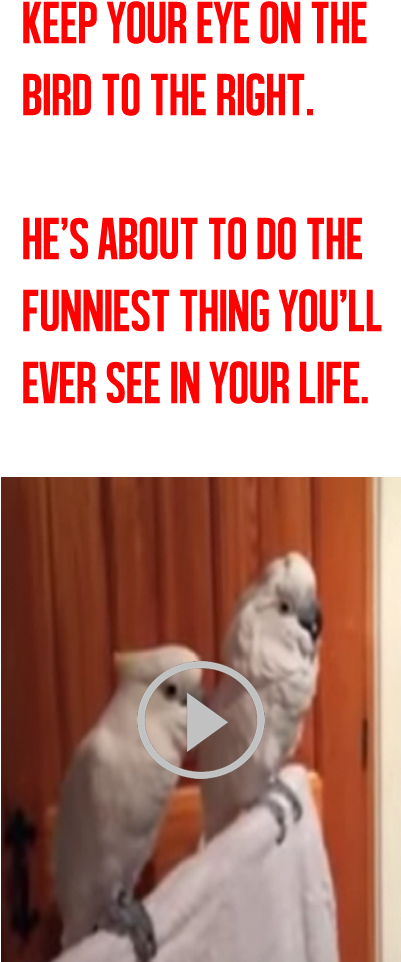 The Longer You Watch This Video, The Funnier It Gets - Humour (400x1000), Png Download