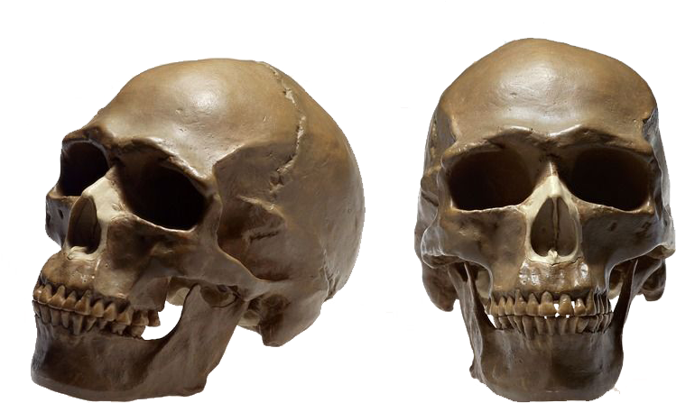 Homo Sapiens Therapy Ga Human Skeleton Cranial - Crane Humain Png (800x500), Png Download