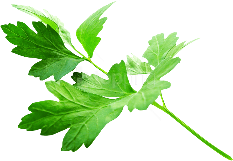 Free Png Download Parsley Leaves Png Images Background - Parsley Png (850x619), Png Download