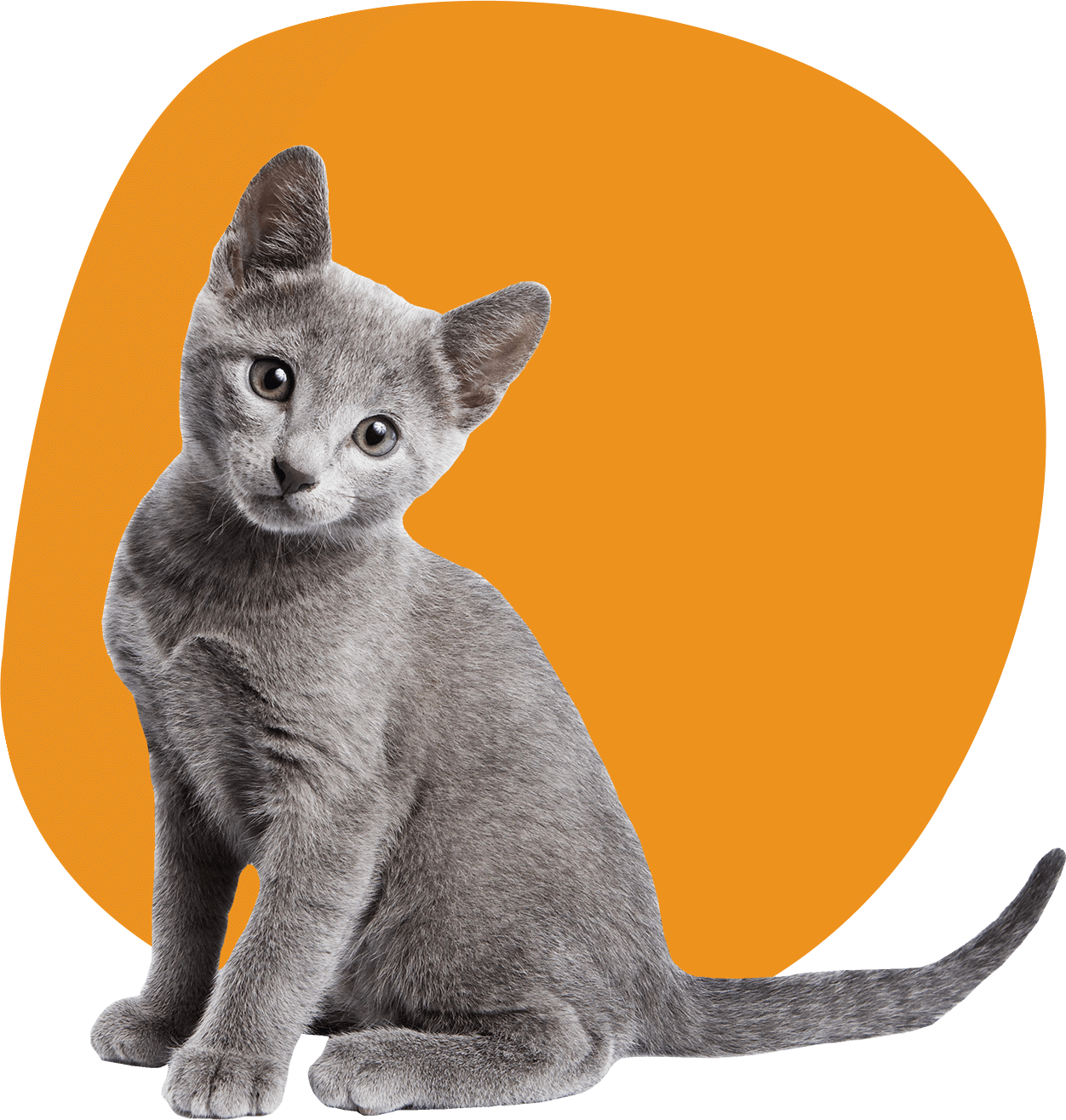 Are You Ready To Bring Home Your New Best Friend We - Stock Photo Cat (1252x1315), Png Download