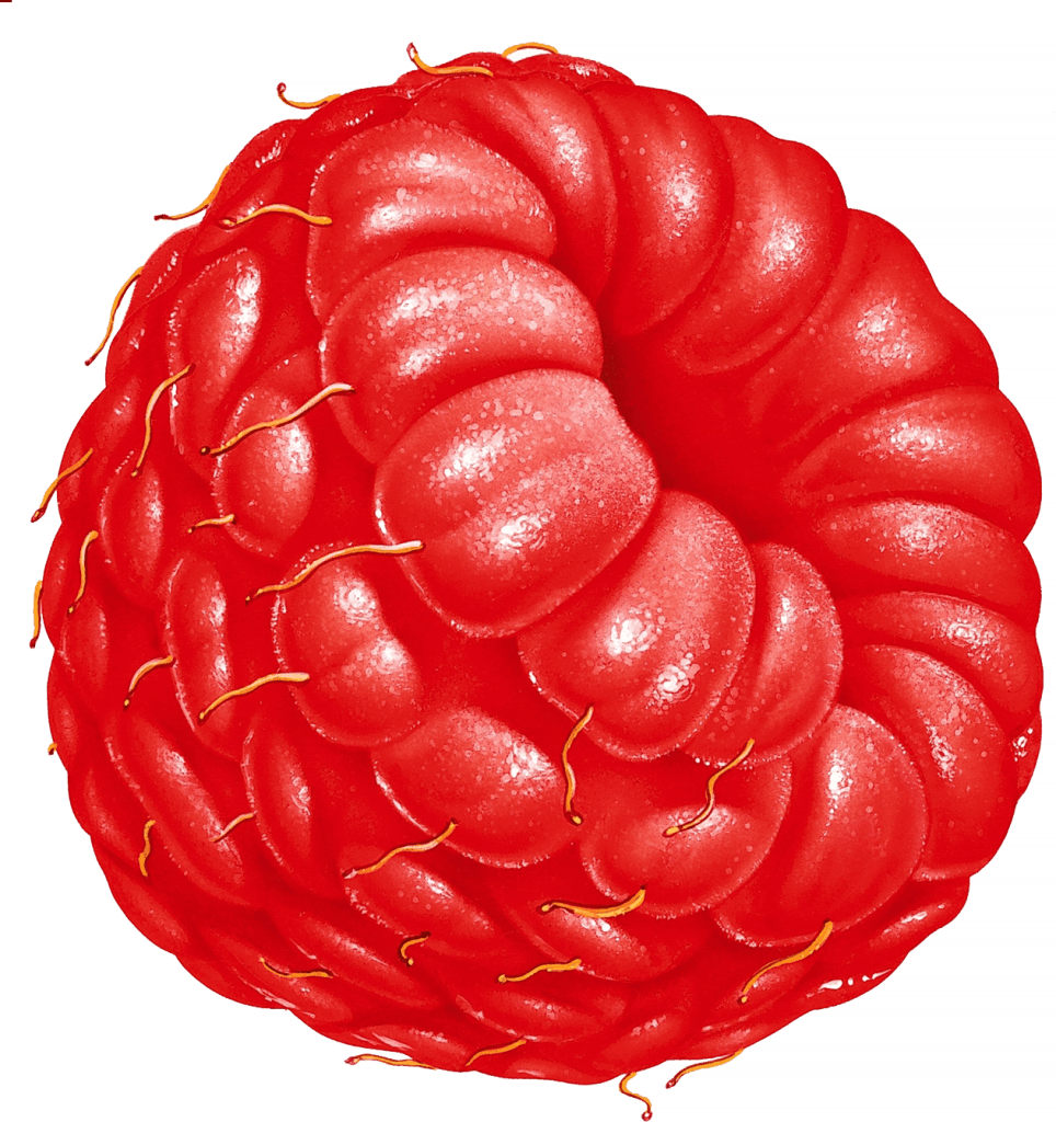 Download Large Raspberry Illustration Transparent Png - Fruit Clipart (964x1024), Png Download