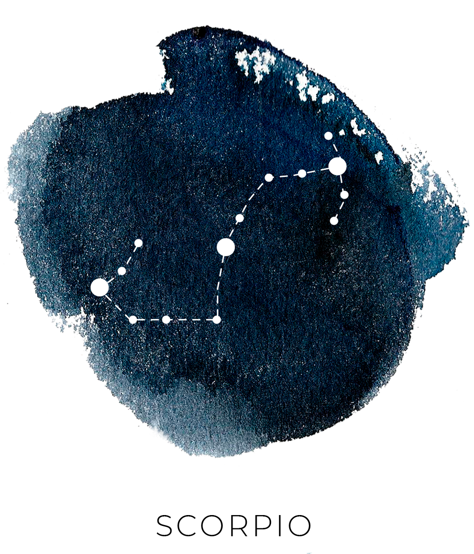 0 - Marine Invertebrates (961x1218), Png Download