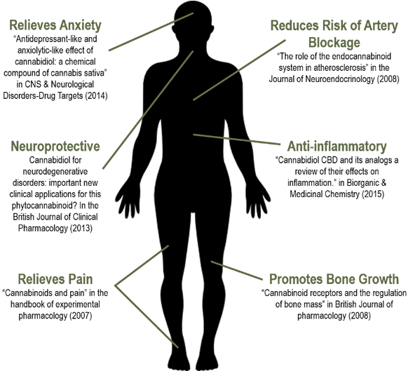Body - Diagram (600x528), Png Download