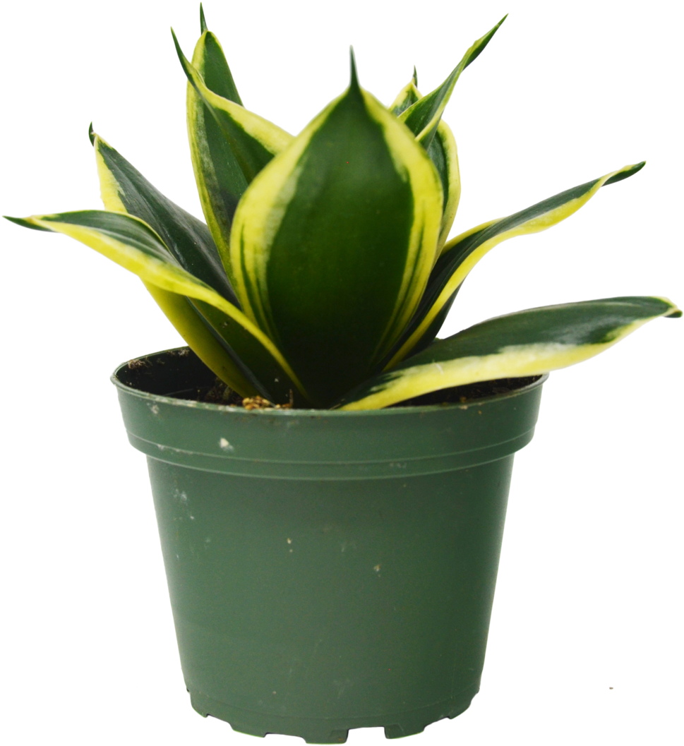 Snake Plant In Pot - Houseplant (1800x1192), Png Download