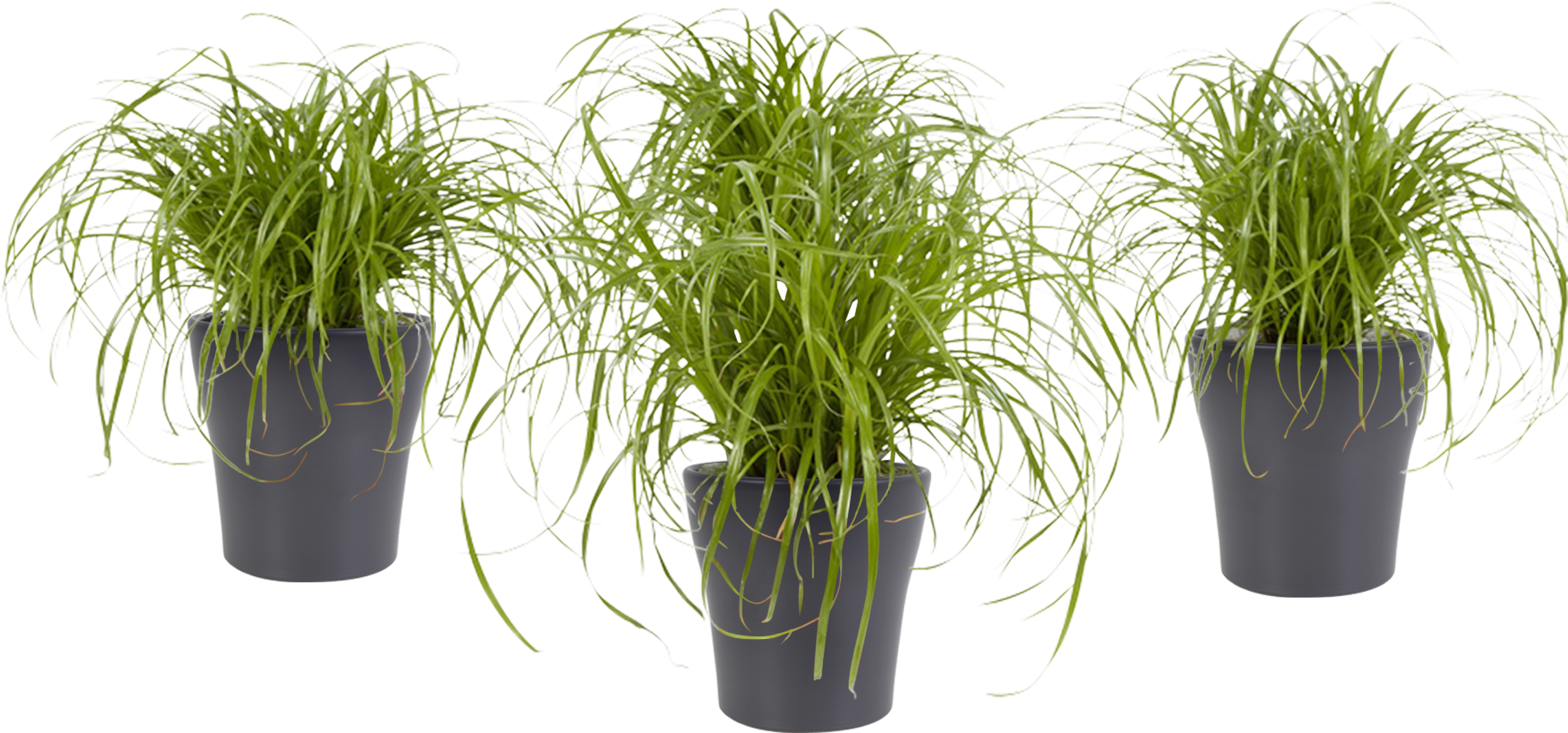 Potted Plant - Cyperus Alternifolius (2500x2500), Png Download