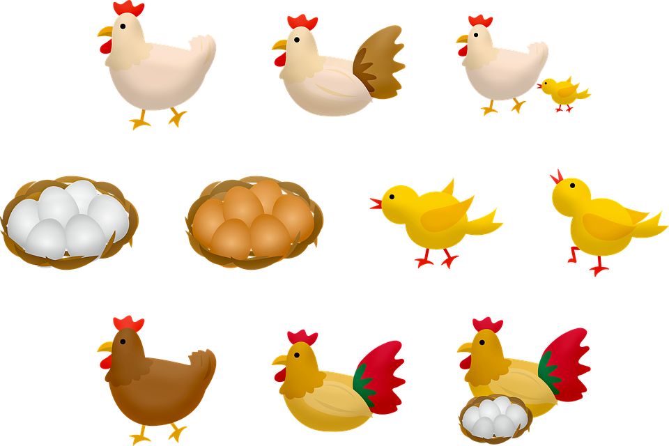 Baby Chick Png - Chicken (960x640), Png Download