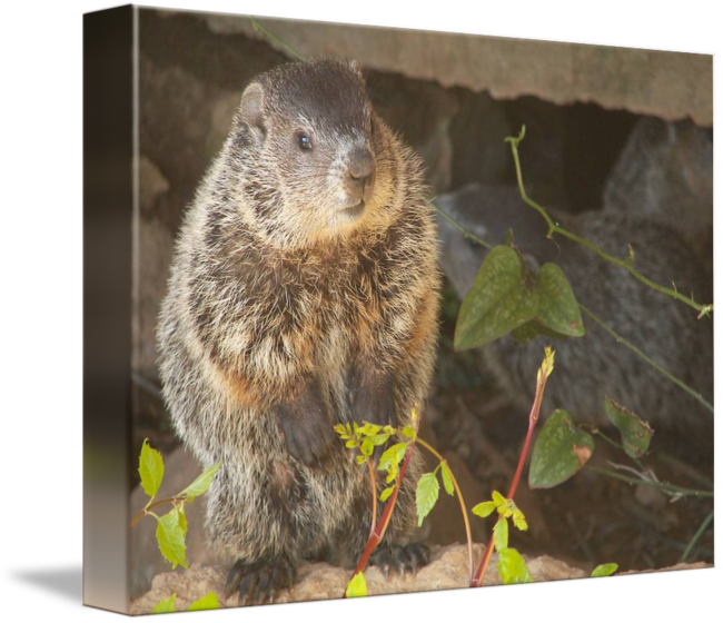 Baby By Marvin D - Punxsutawney Phil (650x560), Png Download