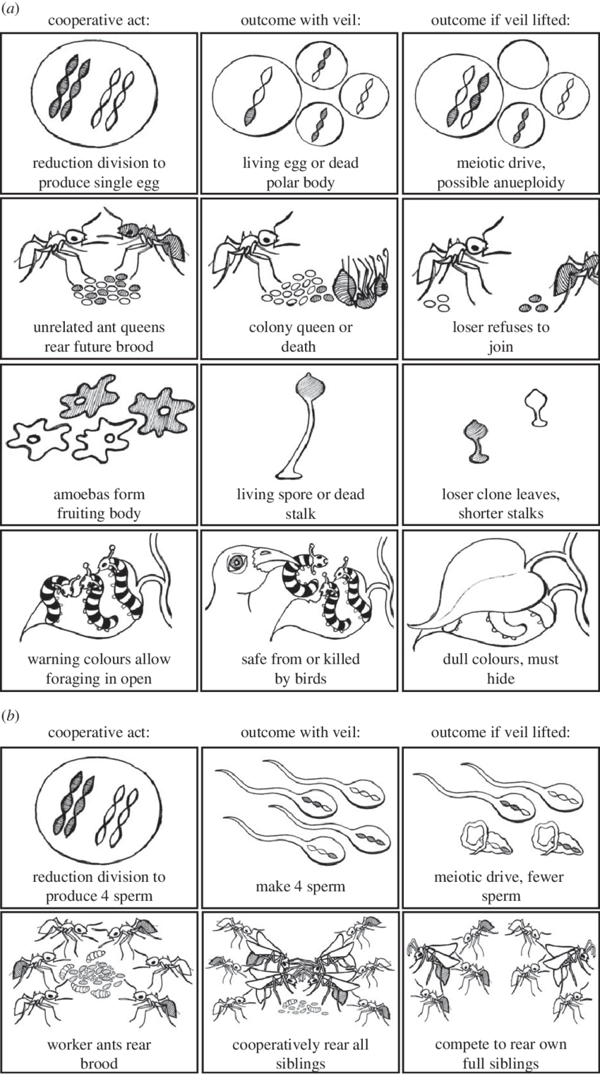 Selected Outcomes With And Without A Veil Of Ignorance - Illustration (850x1521), Png Download