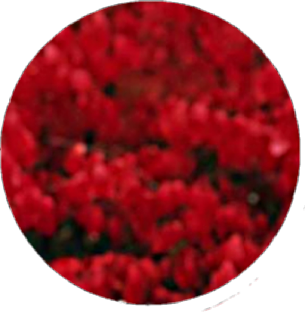 #circle #red #black #flower #smoke #aesthetic #tumblr - Circle (1024x1047), Png Download