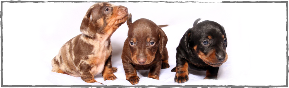 Dachshund (1024x309), Png Download