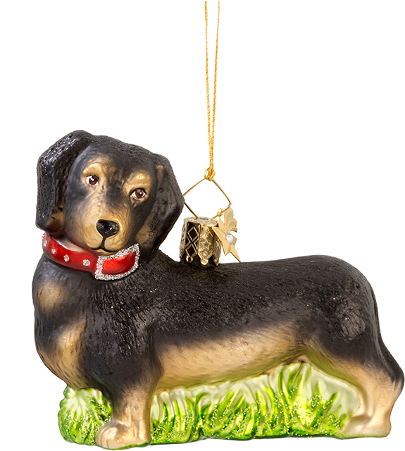 Dachshund (800x800), Png Download