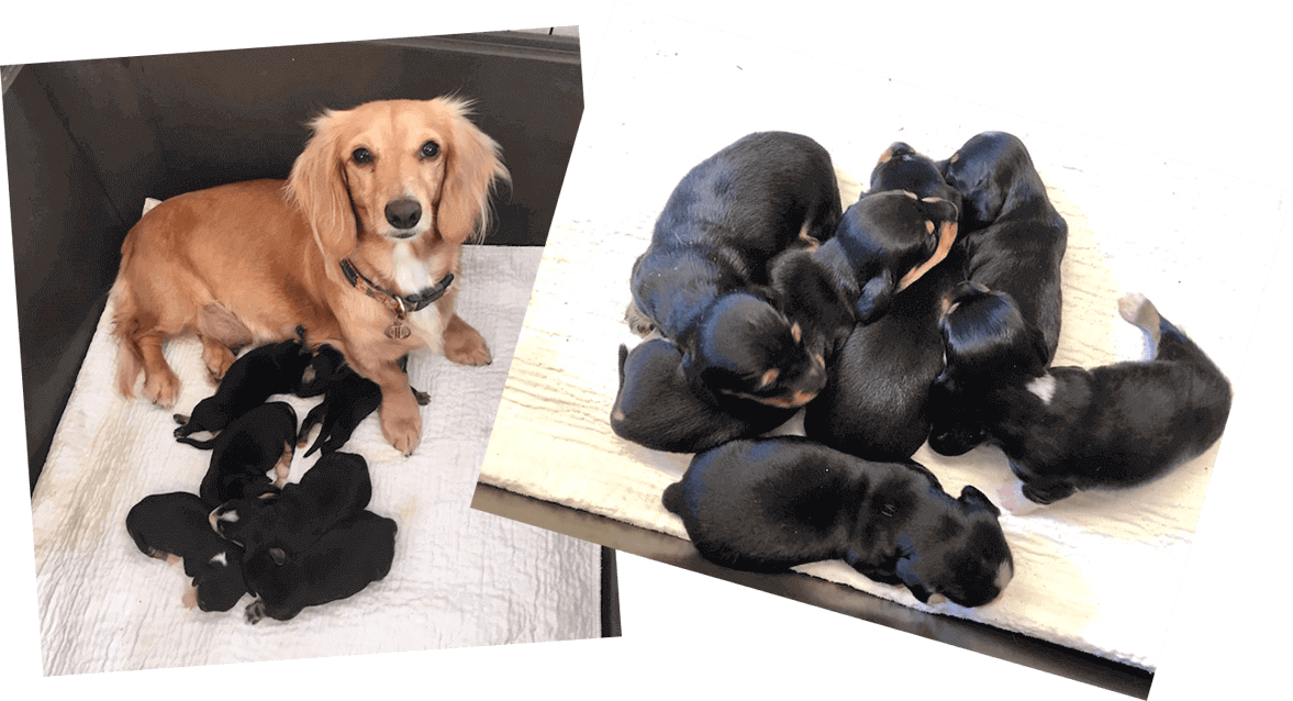 Miniature Dachshund Puppies - Dachshund (1177x638), Png Download