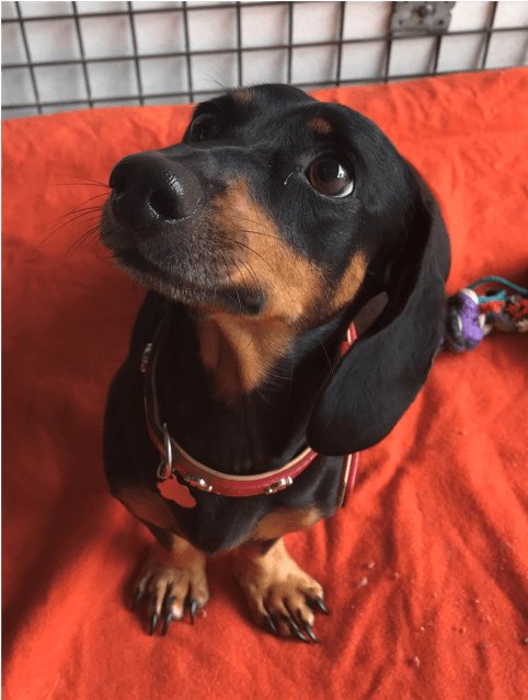 Donate To Petrescue - Dachshund (638x638), Png Download